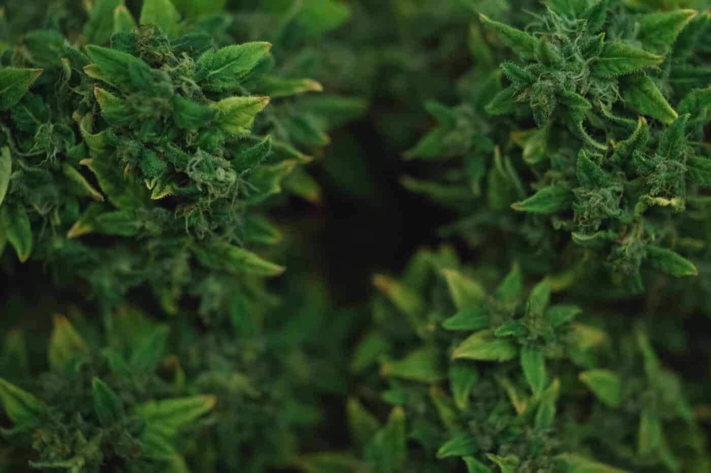Hemp tips